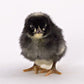 Barred Plymouth Rock baby chick facing forwards