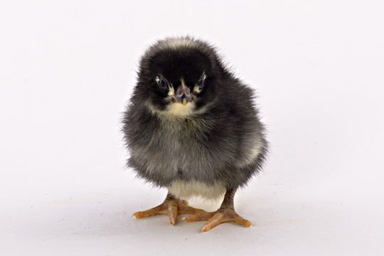 Barred Plymouth Rock baby chick facing forwards