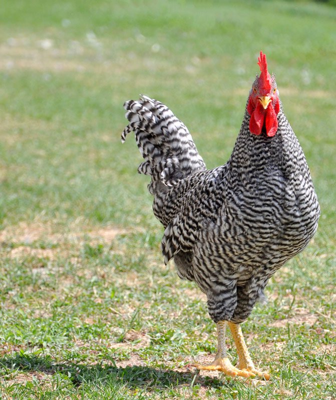 Barred Plymouth Rock rooster