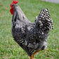 Barred Plymouth Rock rooster