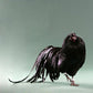 Black Sumatra rooster