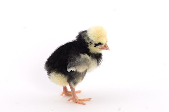 Baby Chicks: White Crested Blue Polish