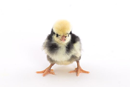 Baby Chicks: White Crested Blue Polish