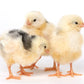 Exchequer Leghorn chicks