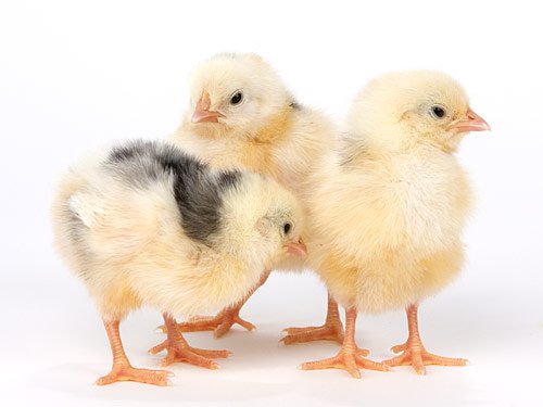 Exchequer Leghorn chicks