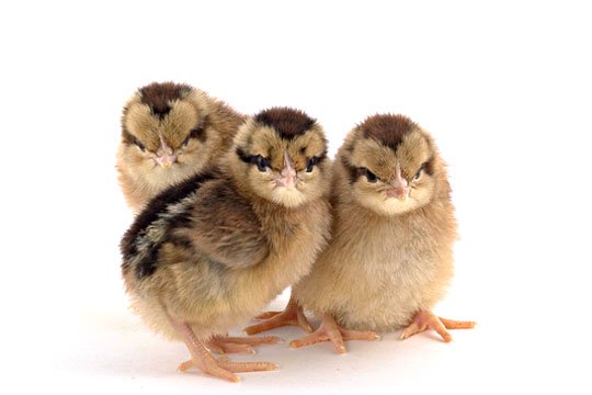 Light Brown Leghorn chicks