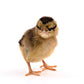 Light Brown Leghorn chick