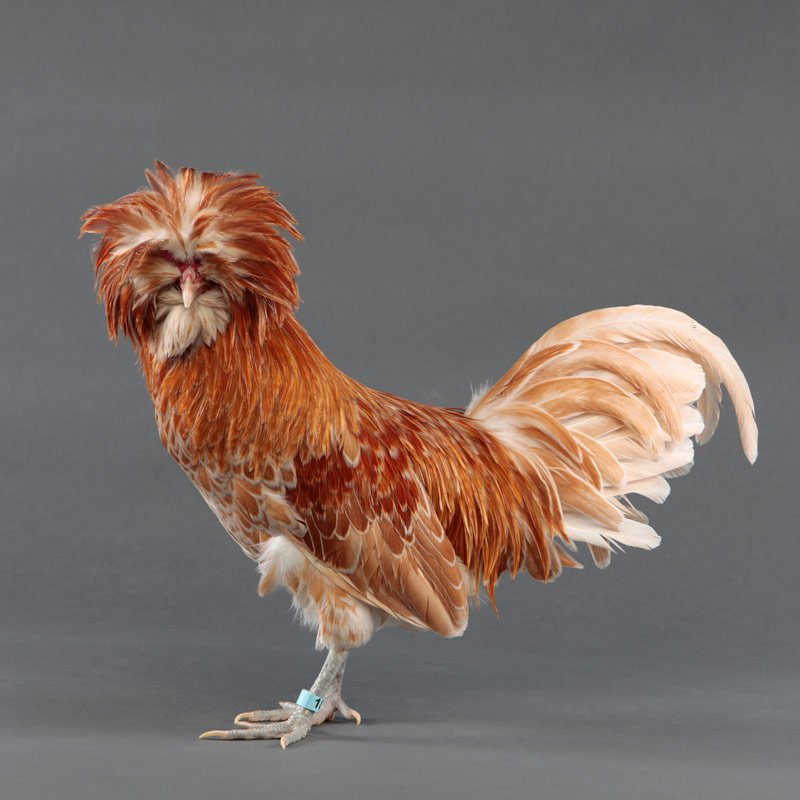 Buff Laced Polish rooster