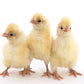 Buff Laced Polish baby chicks