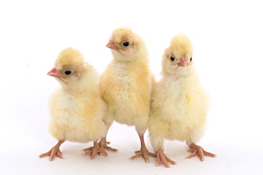 Buff Laced Polish baby chicks