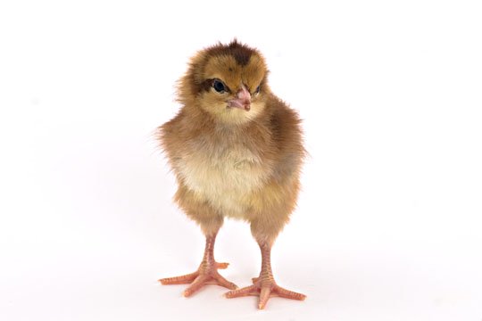 Baby Chicks: Welsummer