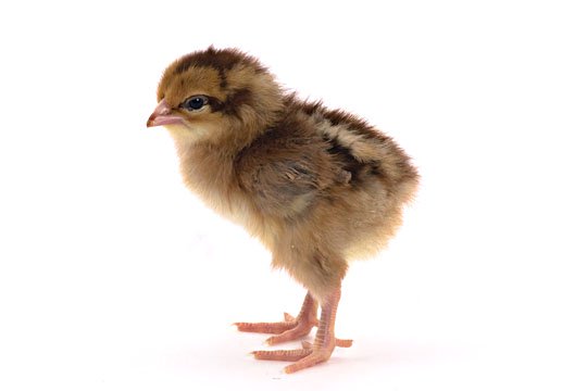 Baby Chicks: Welsummer