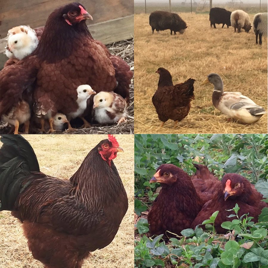 Buckeye chicken collage