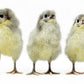 Lavender Orpington chicks