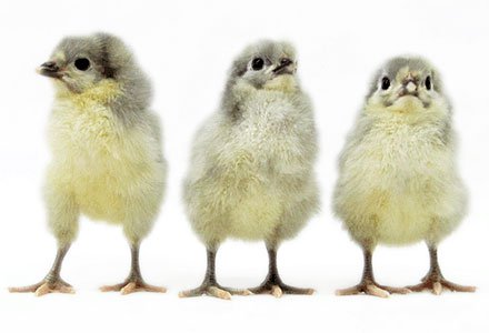 Lavender Orpington chicks