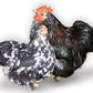 Mottled cochin hen and rooster
