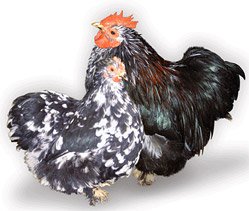 Mottled cochin hen and rooster