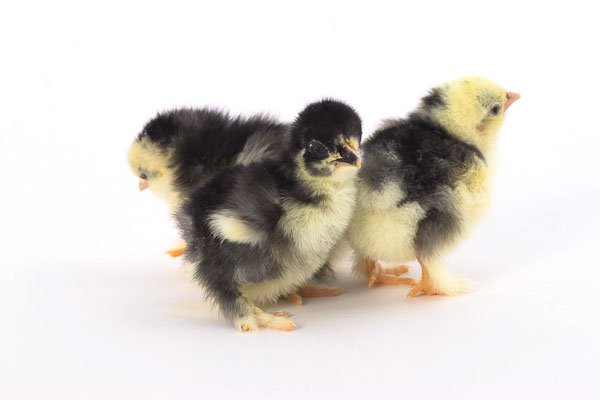Baby Chicks: Mottled Cochin Bantam