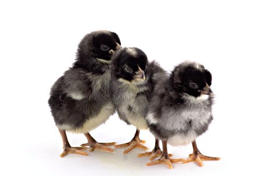 Baby Chicks: Silver Cuckoo Marans