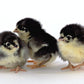 Black Australorp baby chicks