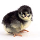 Black Australorp baby chick
