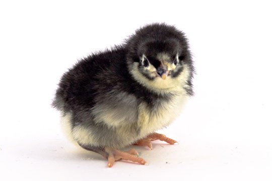 Black Australorp baby chick