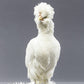 Baby Chicks: White Sultan