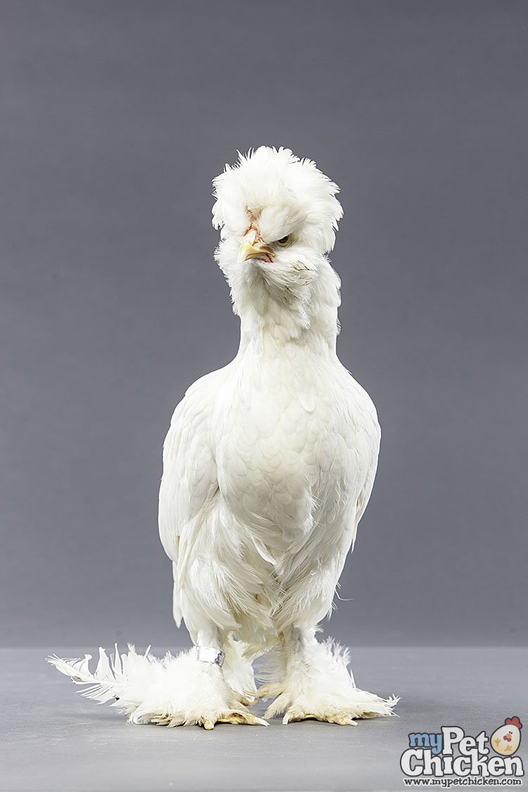 Baby Chicks: White Sultan