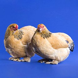Buff Bantam Baby Chicks: Buff Brahma Bantam - My Pet Chicken