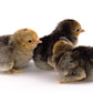Buff Brahma bantam baby chicks
