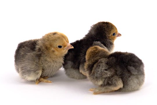 Buff Brahma bantam baby chicks