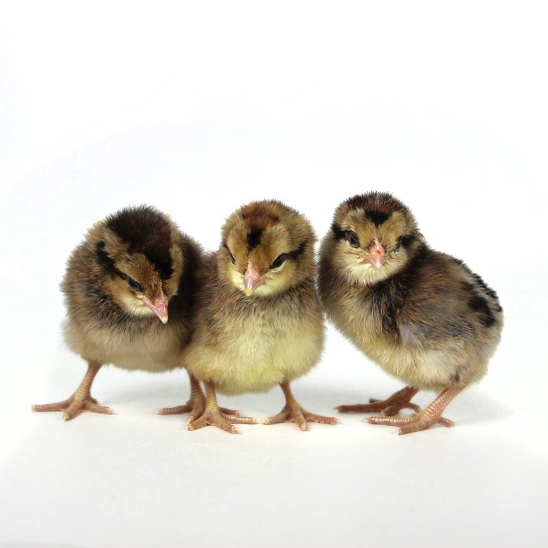 Baby Chicks: Partridge Olive Egger