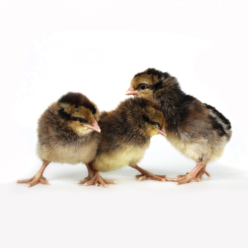 Baby Chicks: Partridge Olive Egger