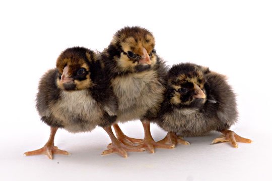 Golden Laced Wyandotte chicks