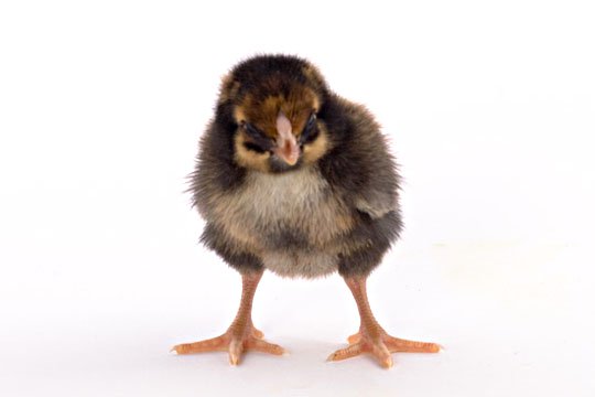 Baby Chicks: Golden Laced Wyandotte - My Pet Chicken