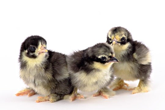 Black Frizzle Cochin bantam baby chicks