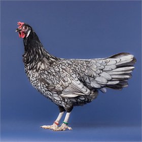 Blue Andalusian chicken