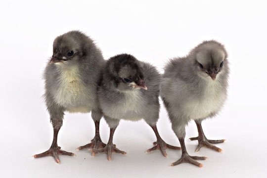Blue Andalusian baby chicks