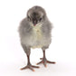 Blue Andalusian baby chick