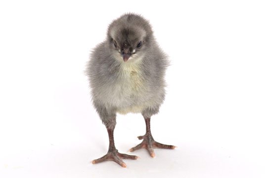 Blue Andalusian baby chick