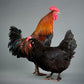 Black Copper Marans hen and rooster