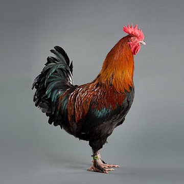 Black Copper Marans rooster