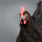 Black Copper Marans chicken