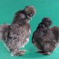 Blue Silkie bantam rooster and hen
