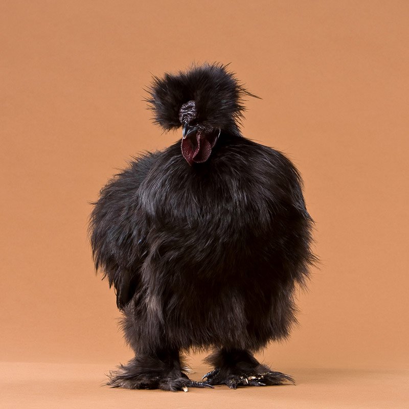 Black Silkie bantam rooster