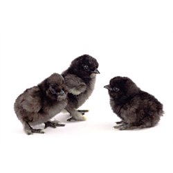 Black Silkie bantam baby chicks