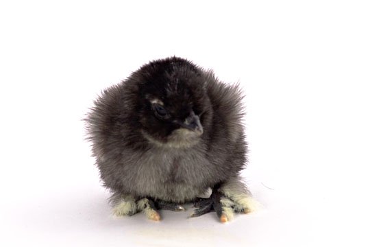 Black Silkie bantam baby chick