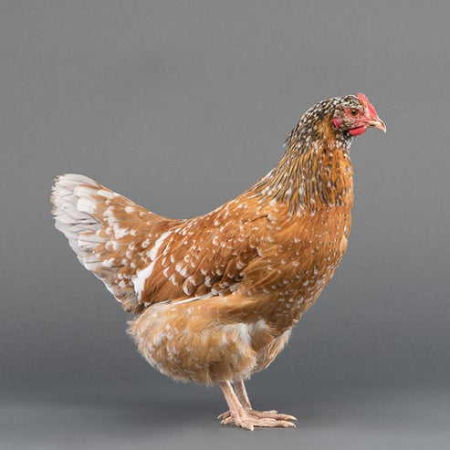 Baby Chicks: Swedish Flower Hen - My Pet Chicken