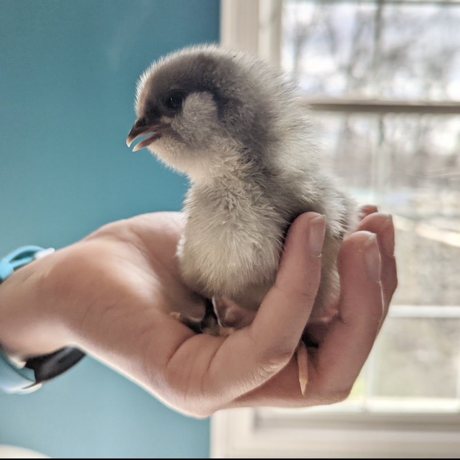 Blue Easter Egger baby chick