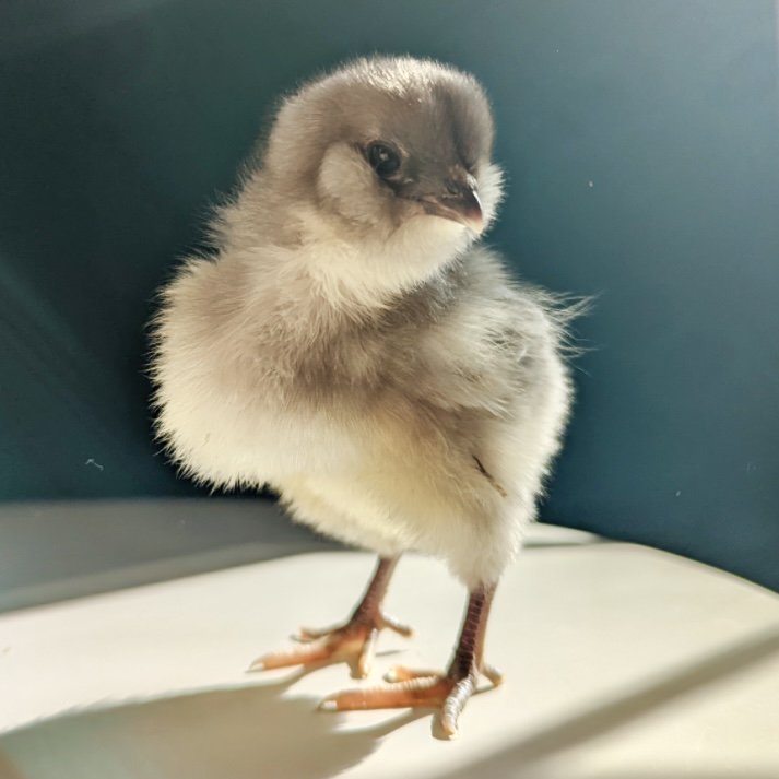 Blue Easter Egger baby chick